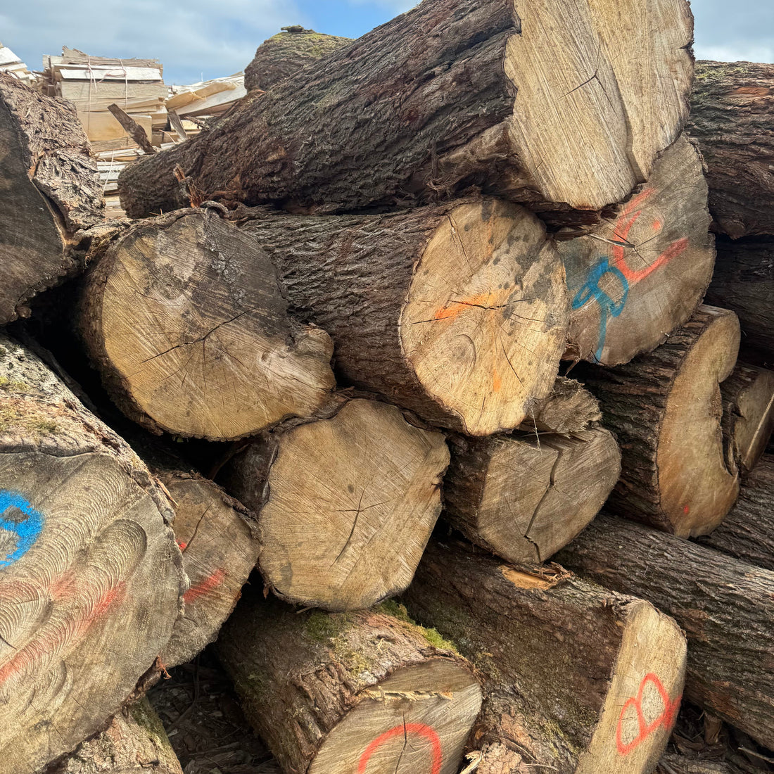 Is There Really a Cricket Bat Shortage?